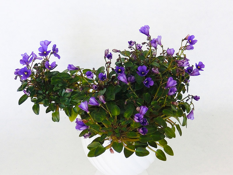 Teeny Bopper (L. Lyon).jpg