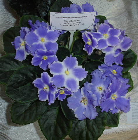 DSC03012-1.jpg