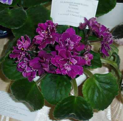 DSC03046-1.jpg