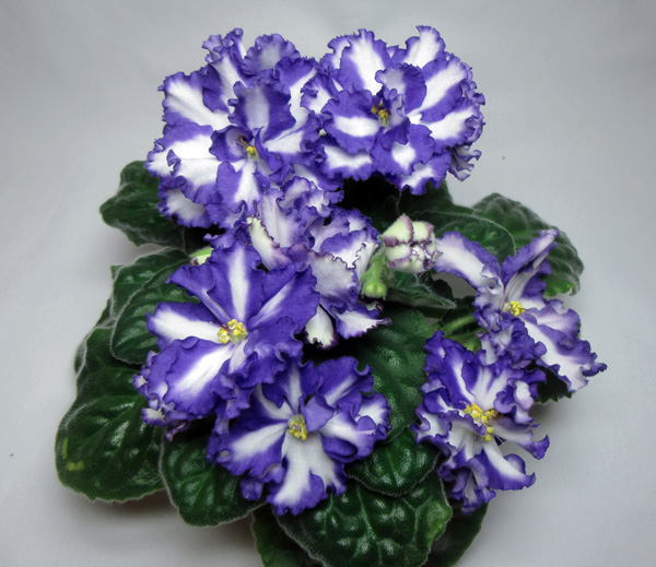 Jenny`s Delight