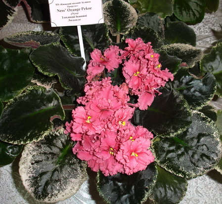 DSC03052-1.jpg