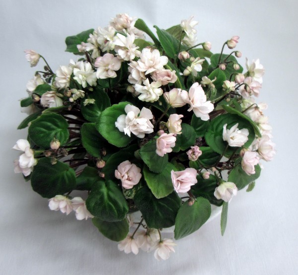 Edee`s Rosebud