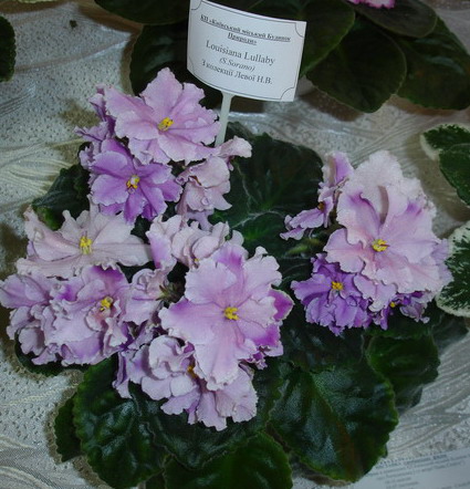 DSC03020.jpg