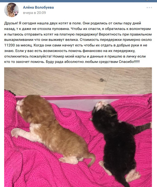 2017 Котята в поле.jpg