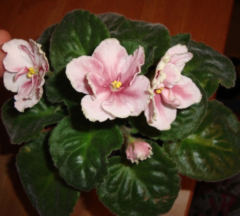 DSC03126.JPG