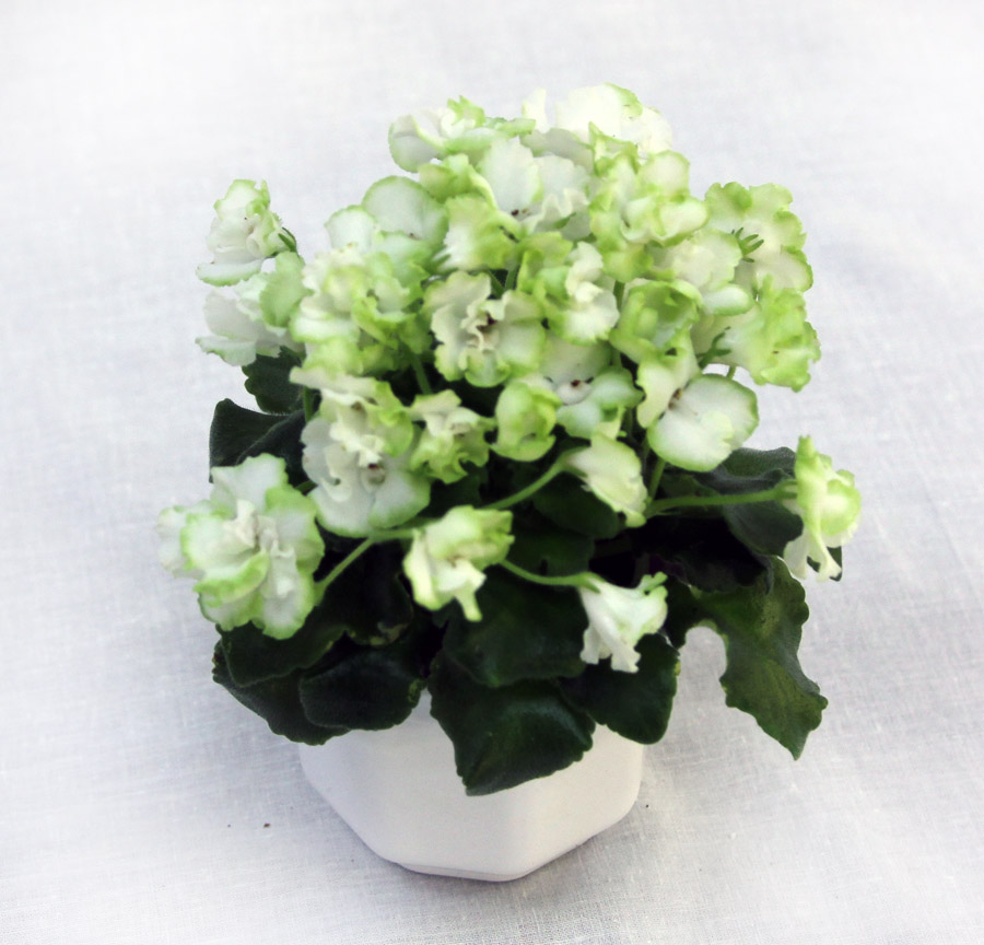 3 место – Celtic Rose white, кол. Е. Пименова
