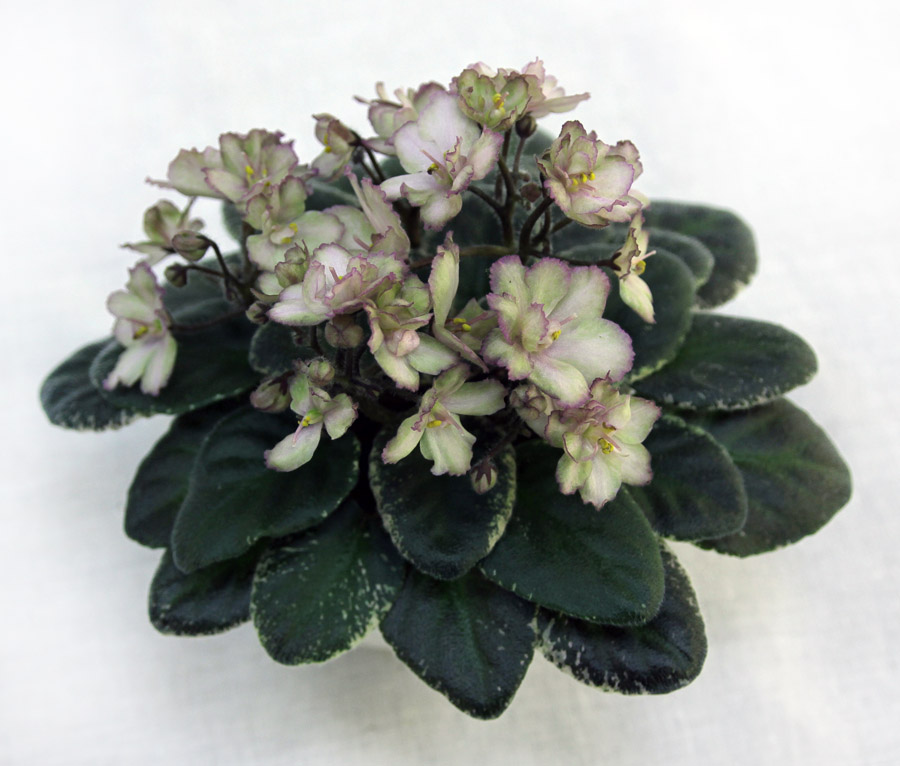 3 место – Н-Дубрава (Н. Бердникова), кол. А. Кочеткова