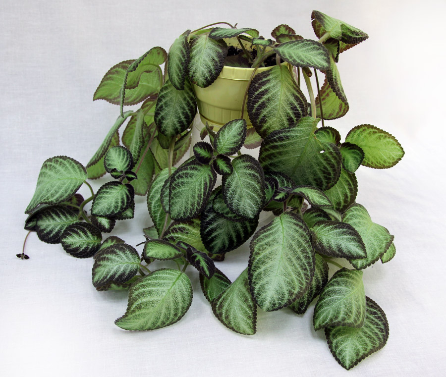 3 место – «Голландка», кол. Е. Морозова