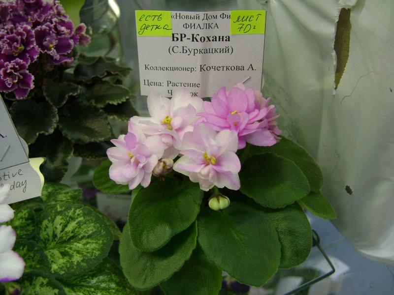 DSC06528.JPG