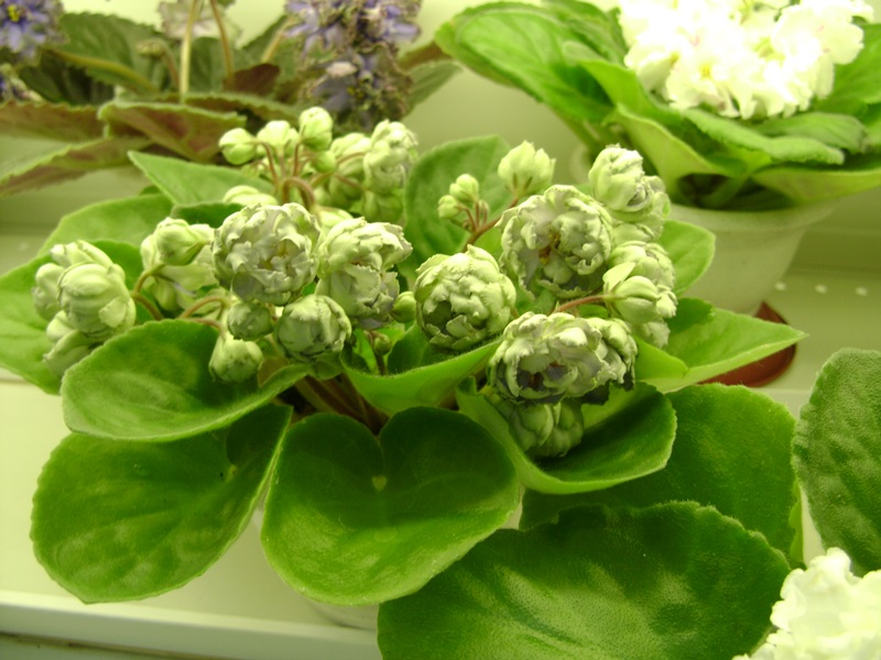 DSC06547.JPG