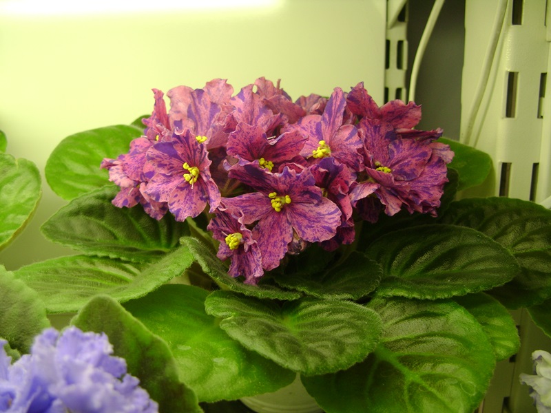 DSC06546.JPG