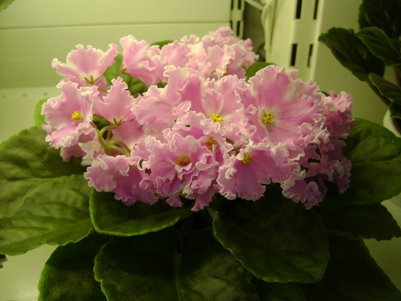 DSC06545.JPG