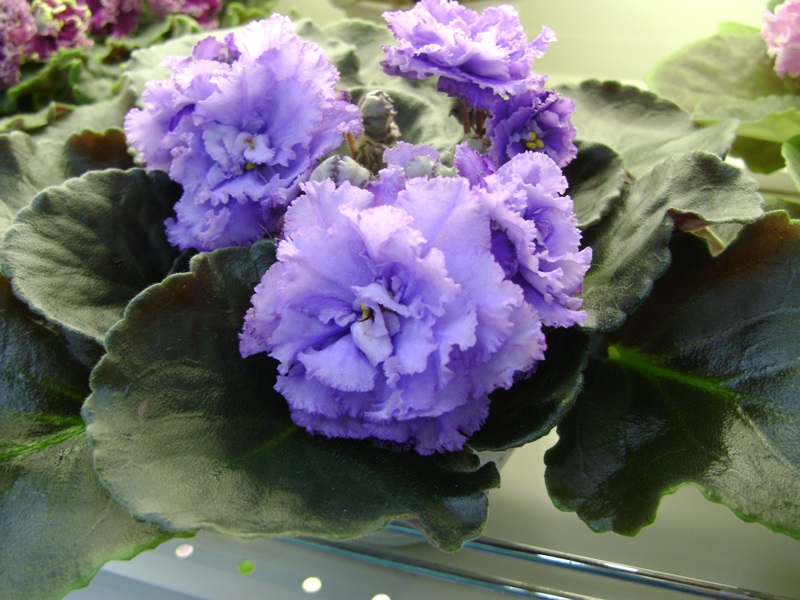DSC06544.JPG