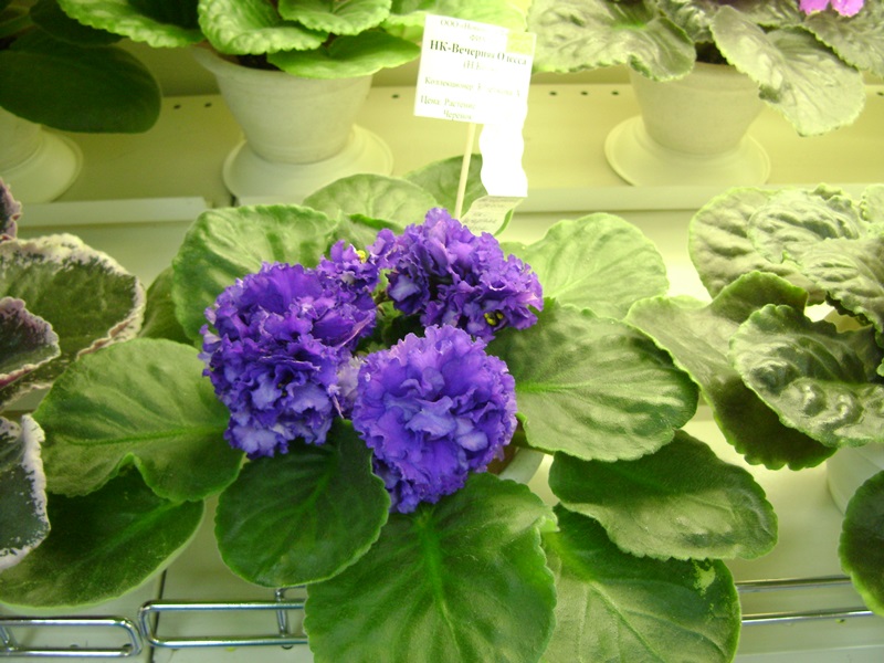 DSC06556.JPG