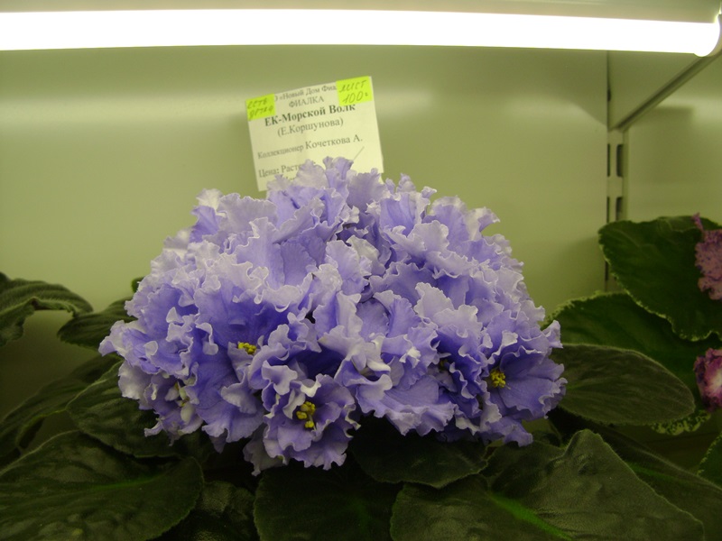 DSC06551.JPG