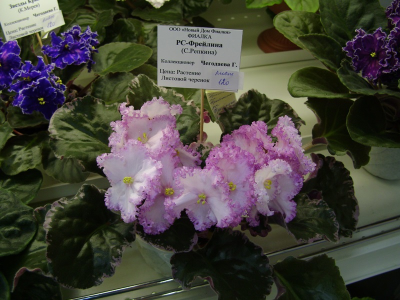 DSC06564.JPG