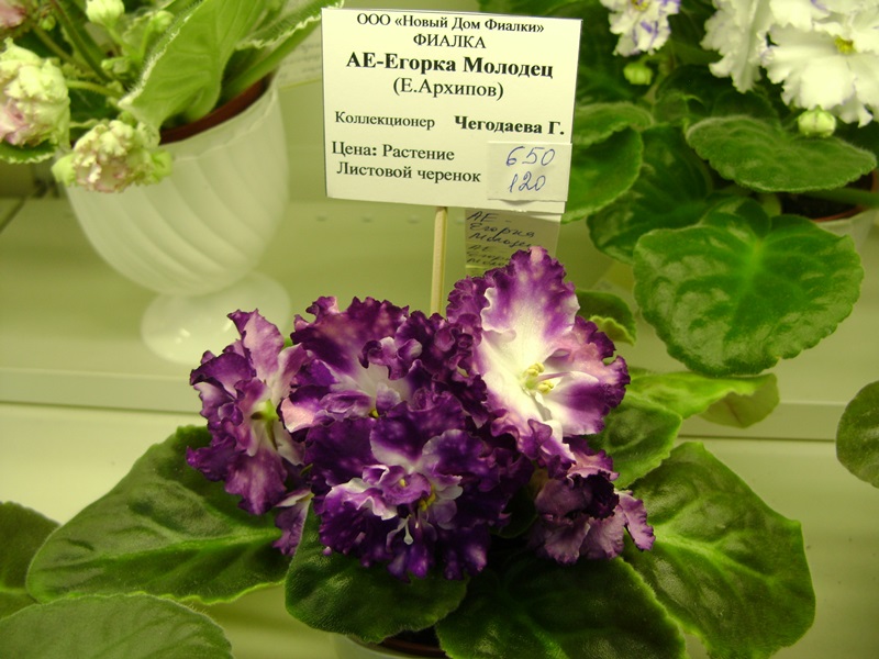 DSC06562.JPG