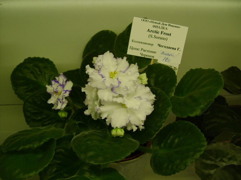 DSC06570.JPG