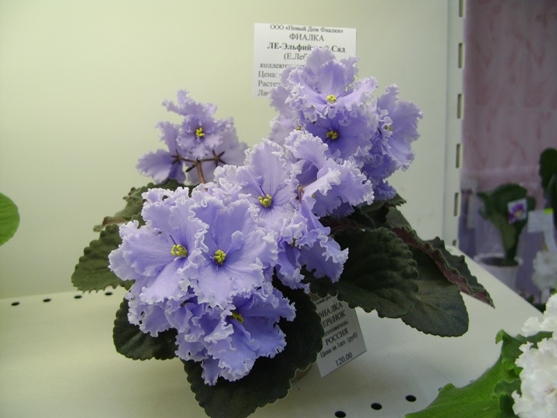 DSC06577.JPG