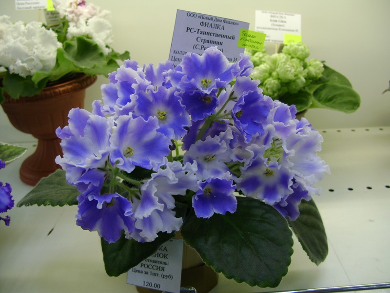 DSC06575.JPG