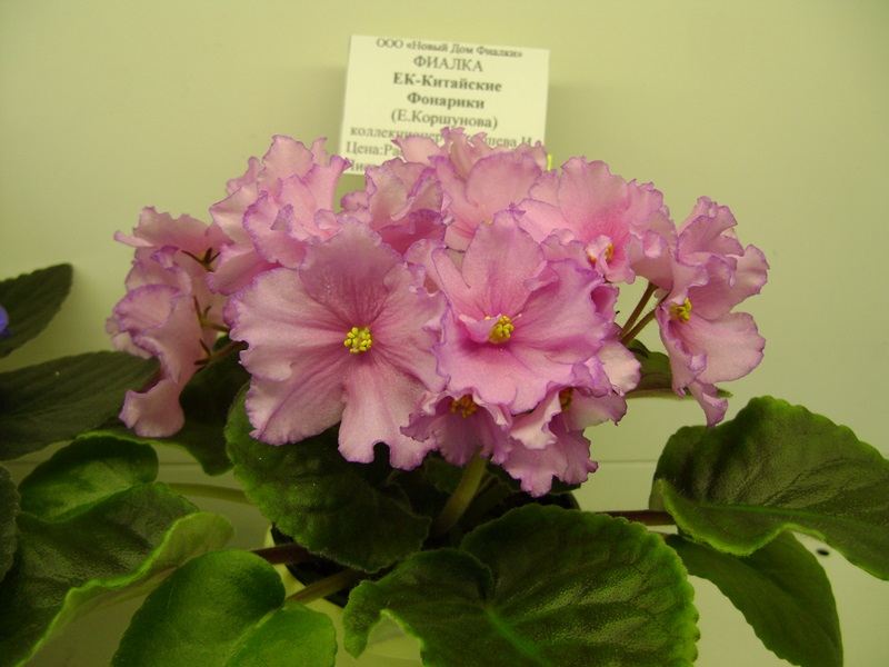 DSC06573.JPG