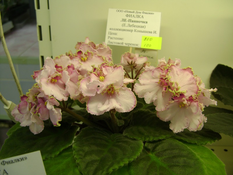 DSC06572.JPG