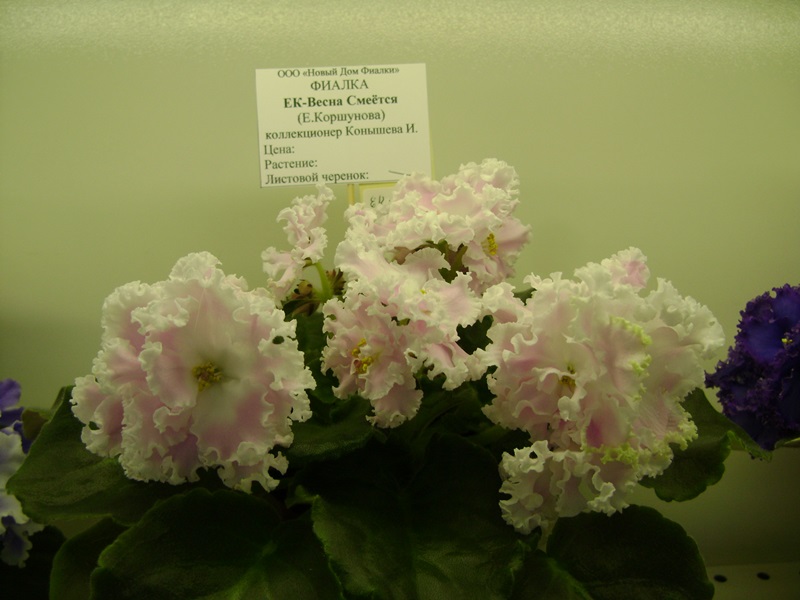 DSC06592.JPG