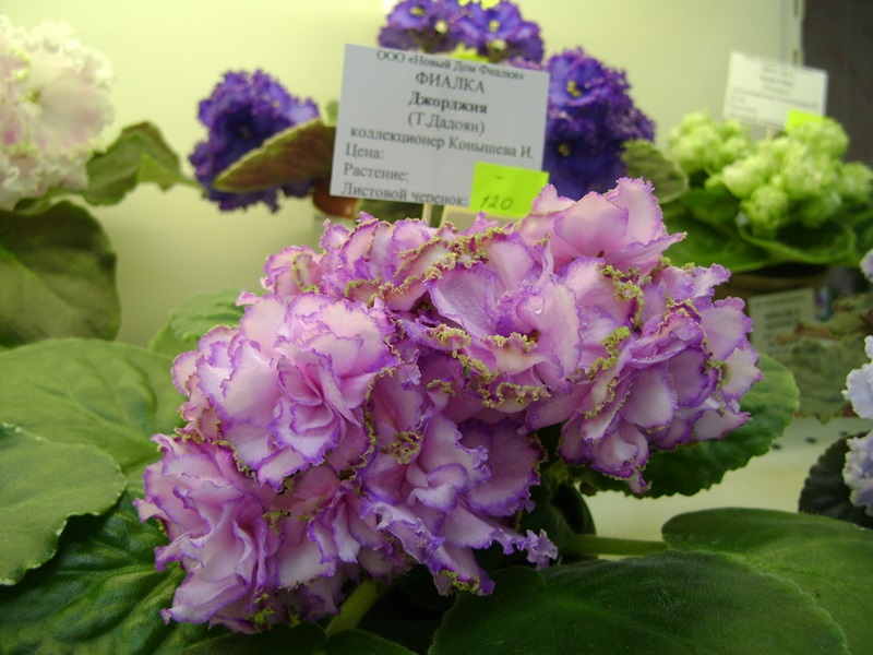DSC06590.JPG