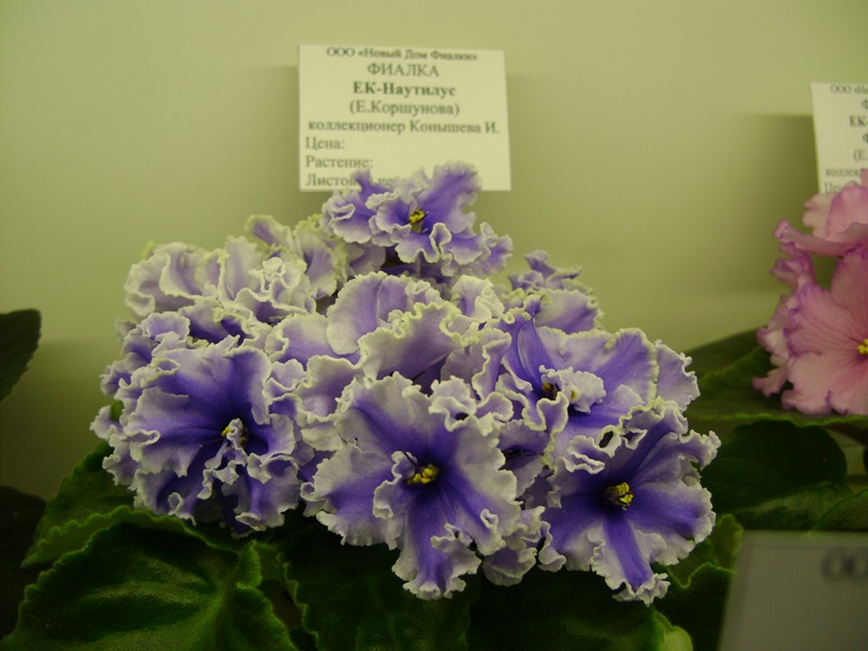 DSC06589.JPG