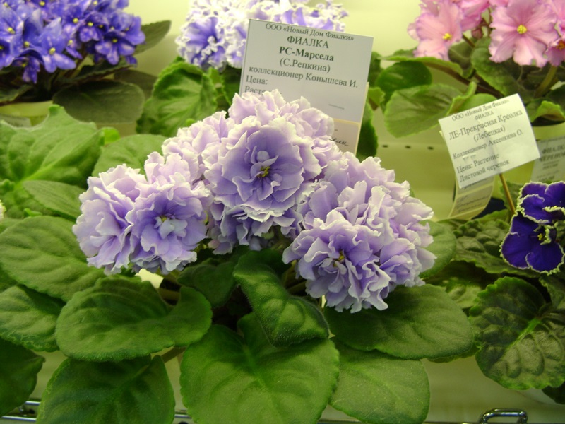 DSC06588.JPG