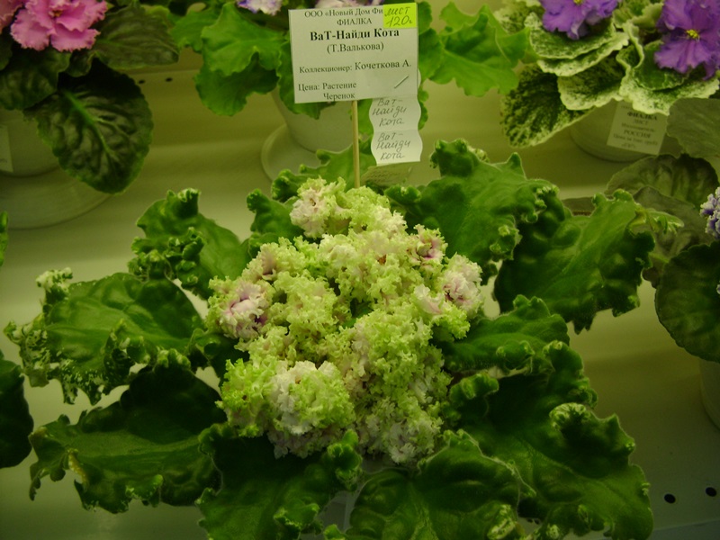 DSC06600.JPG