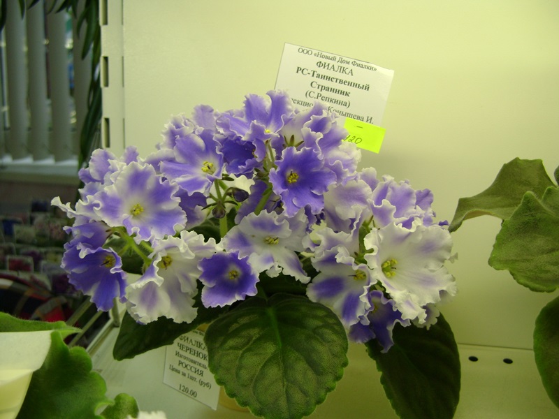 DSC06594.JPG