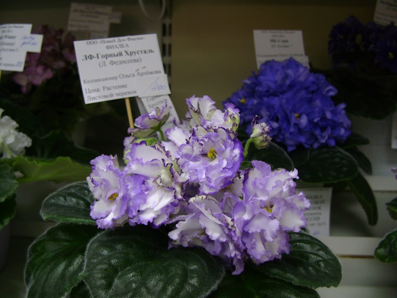 DSC06607.JPG
