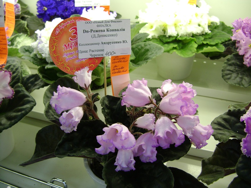DSC06612.JPG