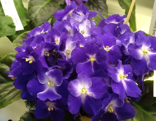 Park Avenue Blue.jpg