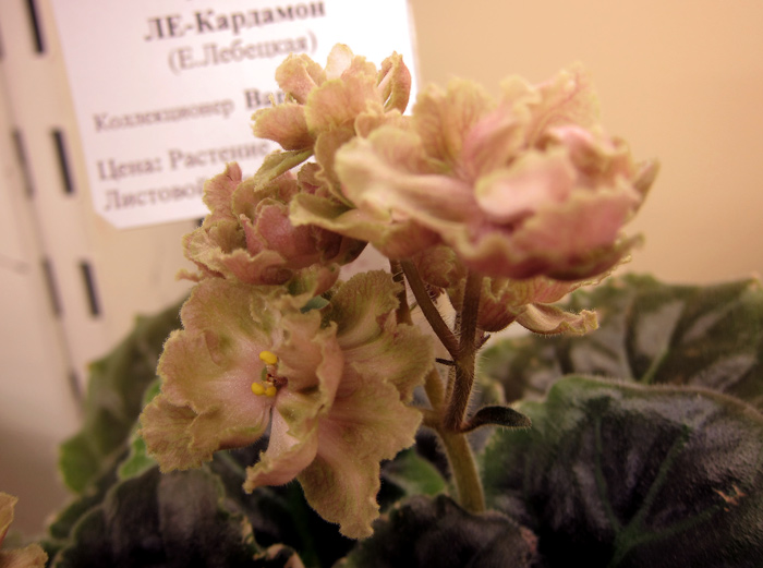 ЛЕ-Кардамон.jpg