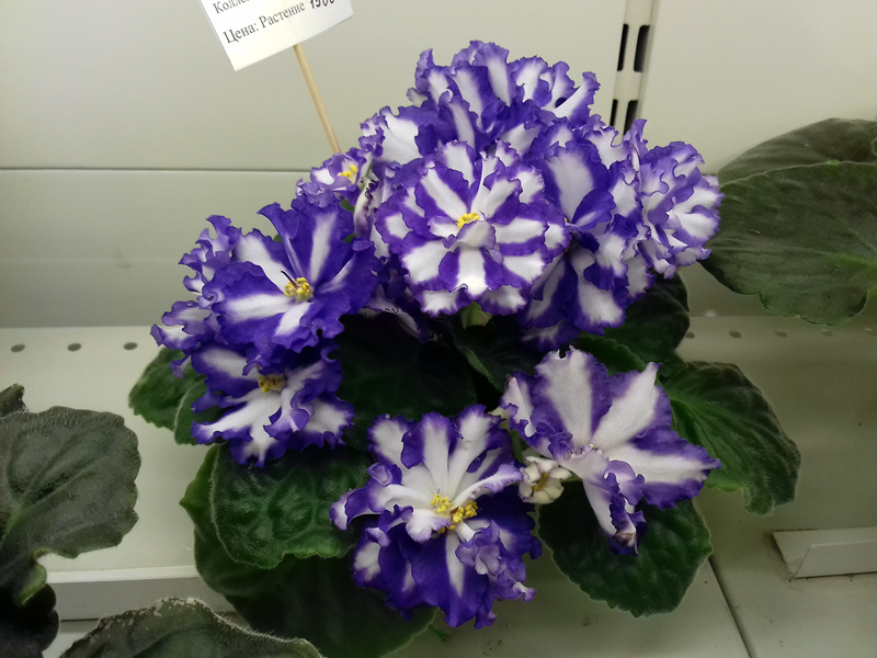 Jenny's-Delight-Патянина.jpg