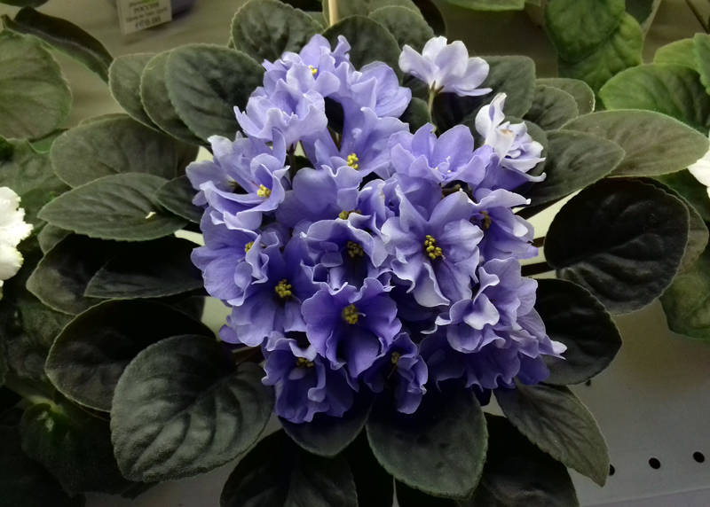 Rhapsodie-Clementine-Лазути.jpg