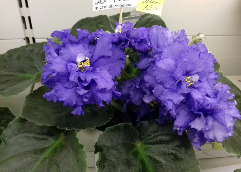 НК-Синий-Кит-Морозова.jpg