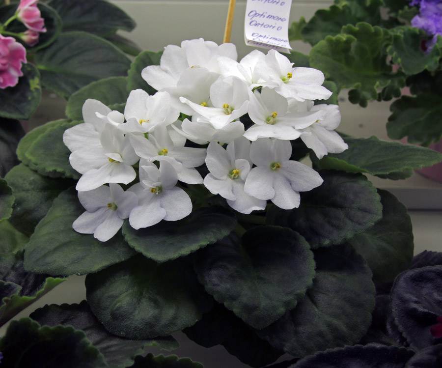 Optimara Ontario