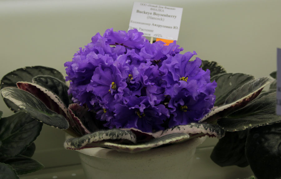 Buckeye Boysenberry