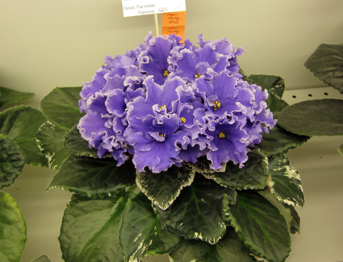 Ma's-Pretty-Blue.jpg