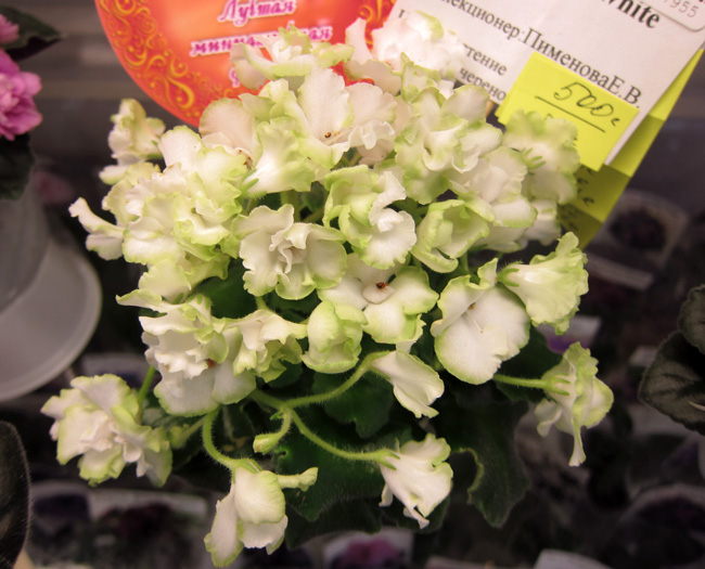 Сeltic-Rose-white.jpg