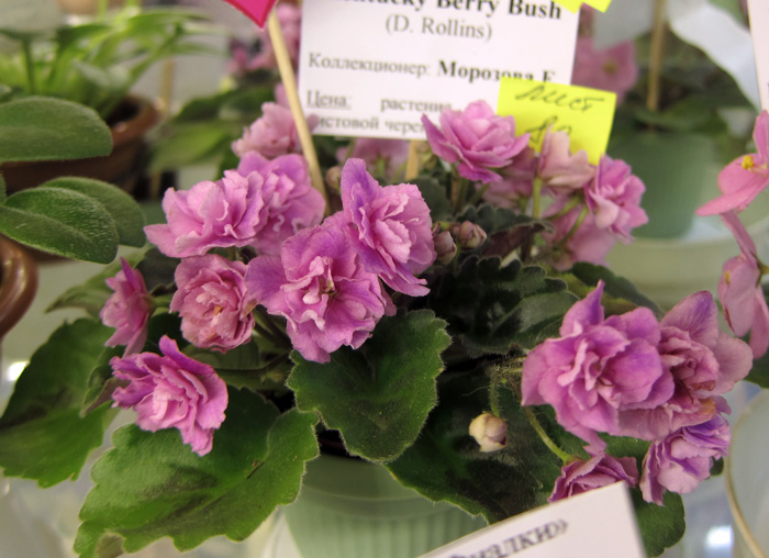 Kentucky-Berry-Bush.jpg