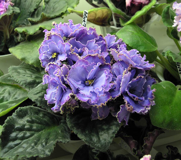 Blue Dragon (LLG/P. Sorano). Коллекция Кузиной.