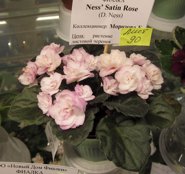 Ness'-Satin-Rose.jpg