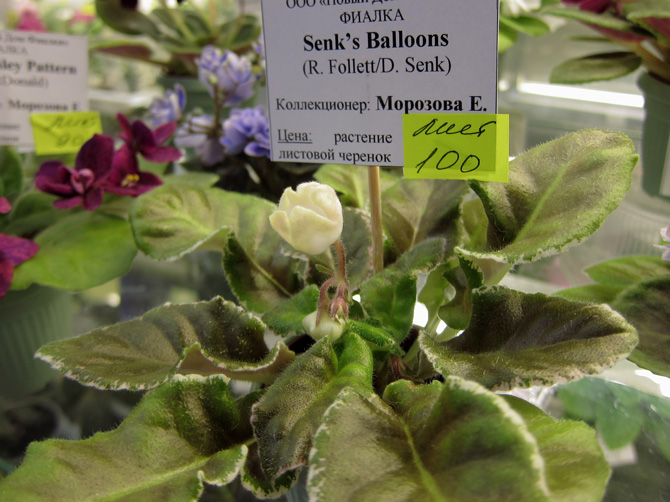 Senk's-Balloons.jpg