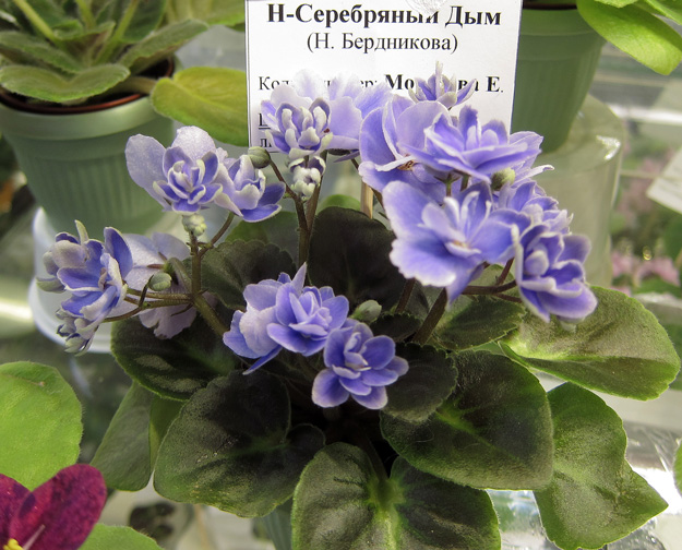 Н-Серебряный-Дым.jpg