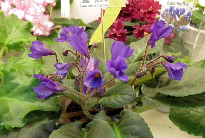 Senk's-Big-Bells.jpg