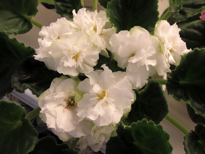 Spring-Rose.jpg